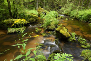 Der neue Bärentrail im Waldviertel: In der Schlucht beim "Paradies"